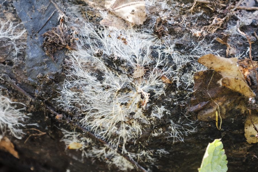 Mycelium running in the wild